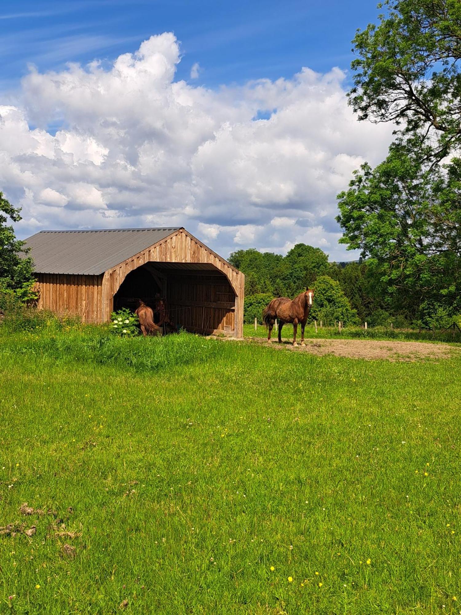 Gite L'Olivier A Filly - Nadrin, Entre Houffalize Et La Roche-En-Ardenne Exterior photo